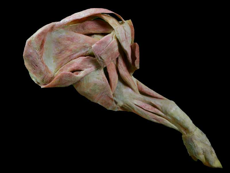 The pig foreleg muscle plastination specimen