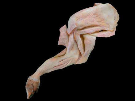 The pig foreleg muscle plastination specimen