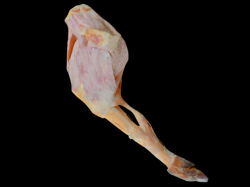 The single muscle of pig hind leg plastination specimen