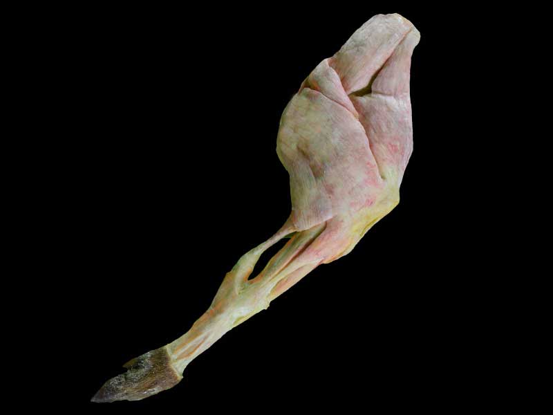 The single muscle of pig hind leg plastination