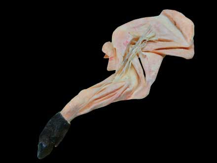 The vascular and nerve of pig foreleg plastinated specimen