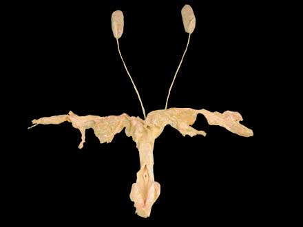 Urogenital system of sheep plastinated specimen