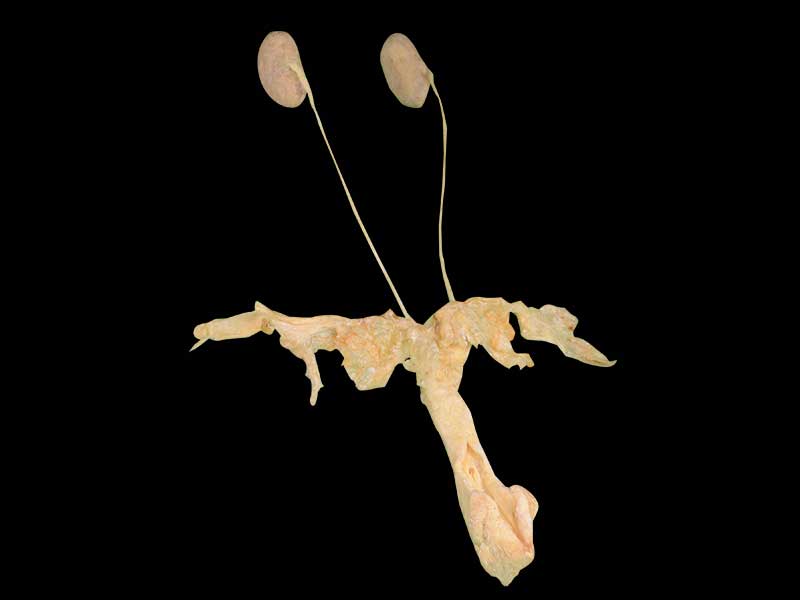 urogenital system of sheep plastination