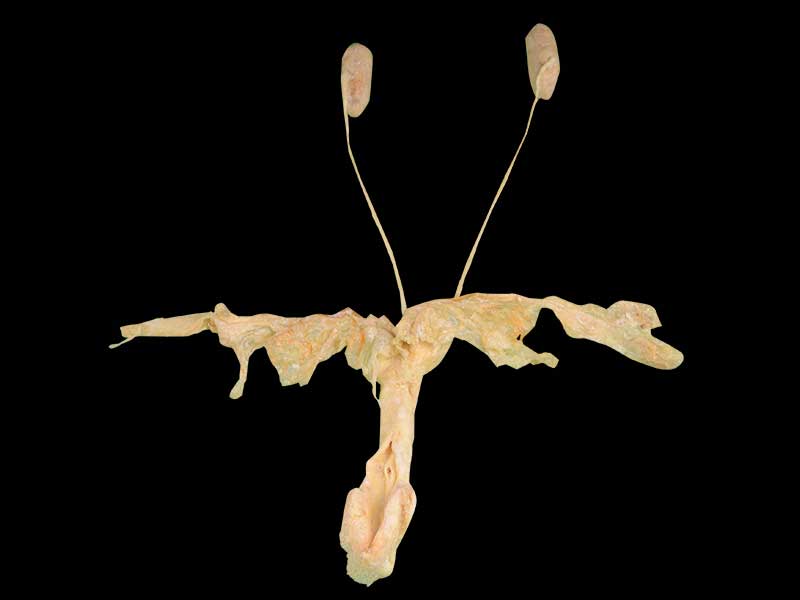 urogenital system of sheep