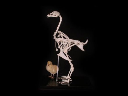 Chicken skeleton specimens