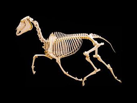 Horse bone specimens 