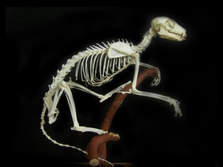 Monkey bone specimens 