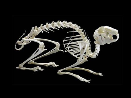 Rabbit bone specimens