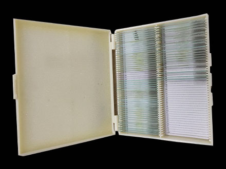 prepared microscope slides 