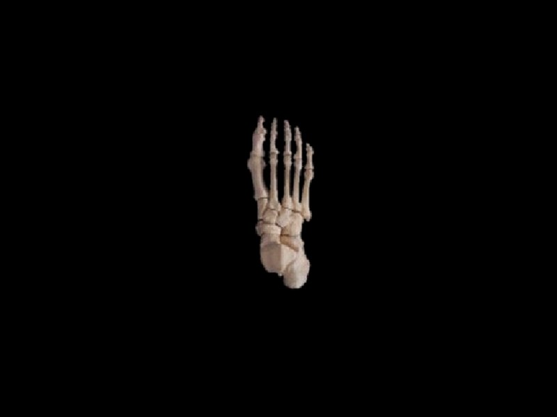 bones of foot skeleton model ( real human skeleton ) 
