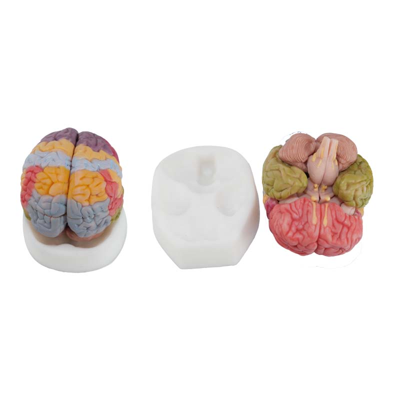 brain anatomical model