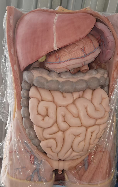 Human soft simulation celiac trunk anatomy model for medical students