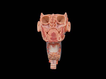 Coronal Section of Face and Larynx Model