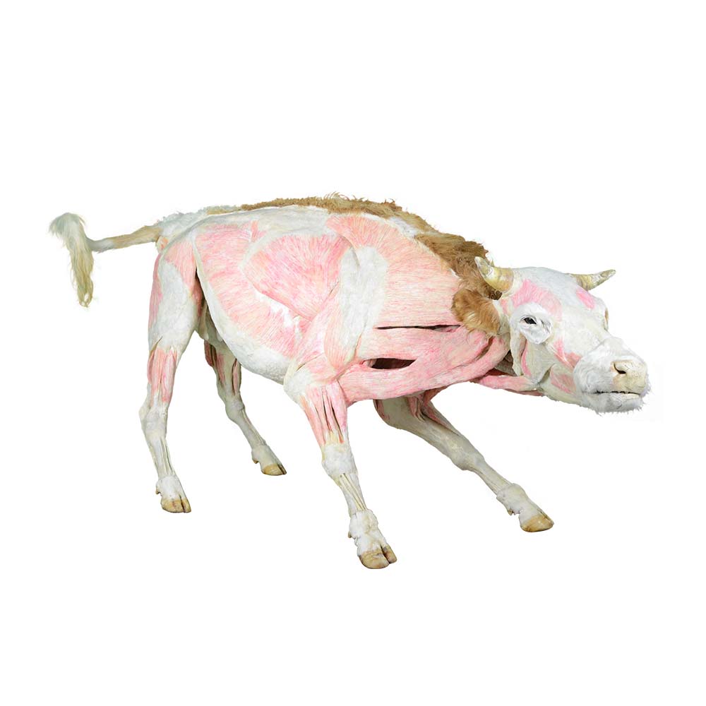 cattle body plastination specimen