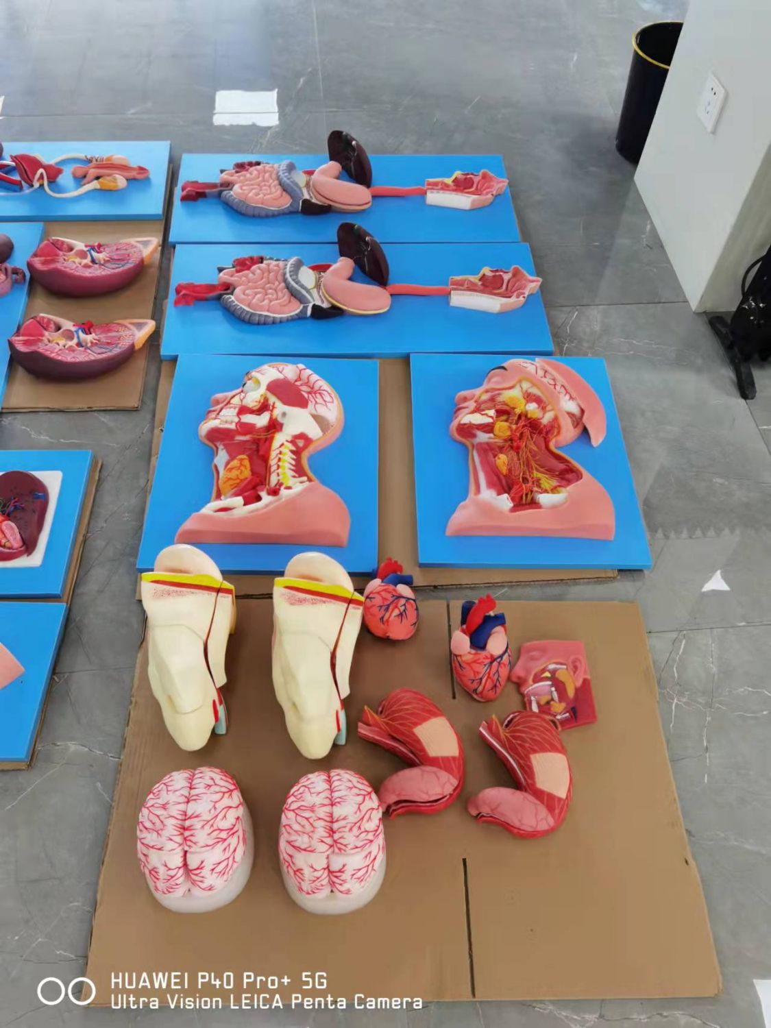 anatomy models