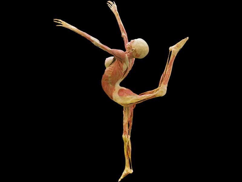 dance lady plastinated specimen