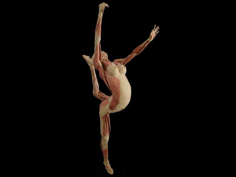 dance lady specimen plastination