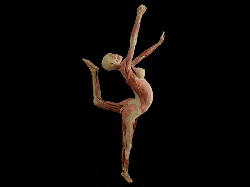 dance lady specimen