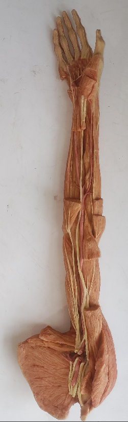 upper limb muscles anatomy model