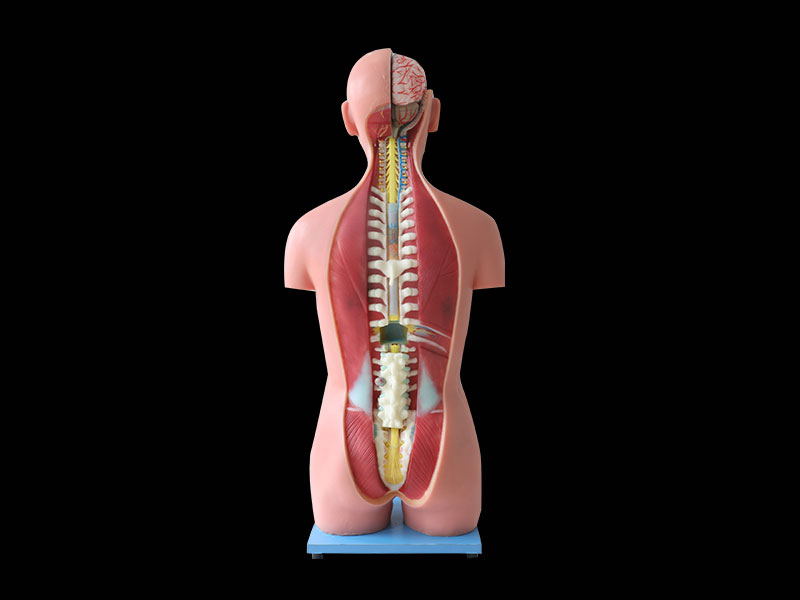 85cm Human Trunk Silicone Anatomy Model