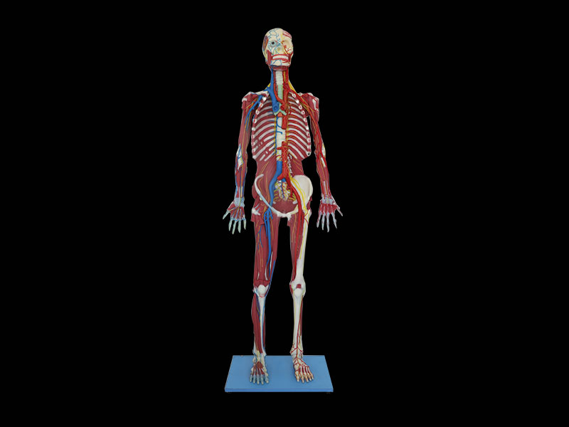 Deep Muscles, Vascular And Nerves Of Whole Body Silicone Anatomy Model