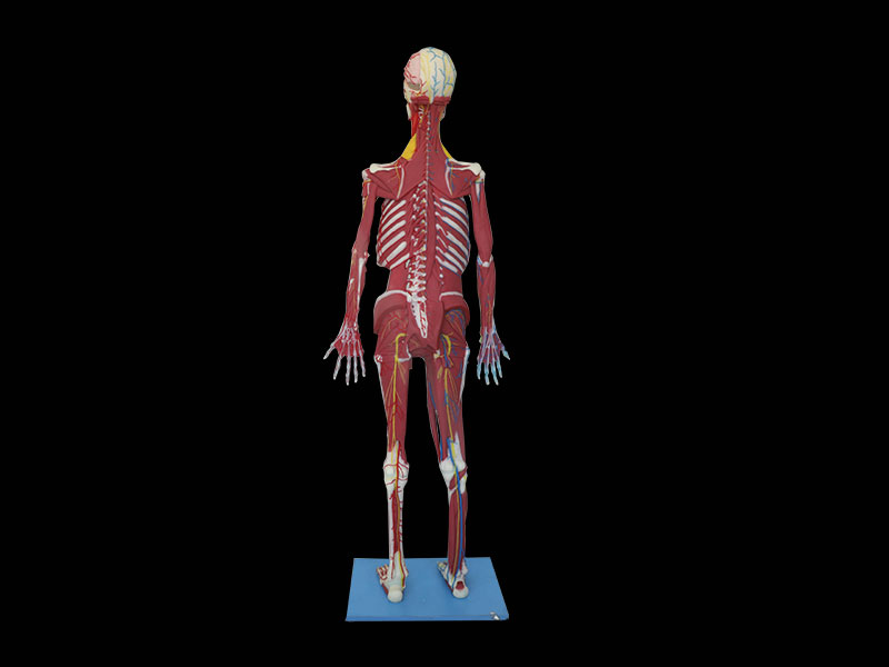 Deep Muscles, Vascular And Nerves Of Whole Body Soft Anatomy Model