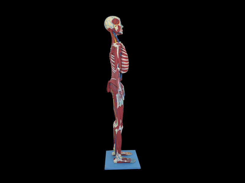 Human Deep Muscles, Vascular And Nerves Of Whole Body Soft Silicone Anatomy Model