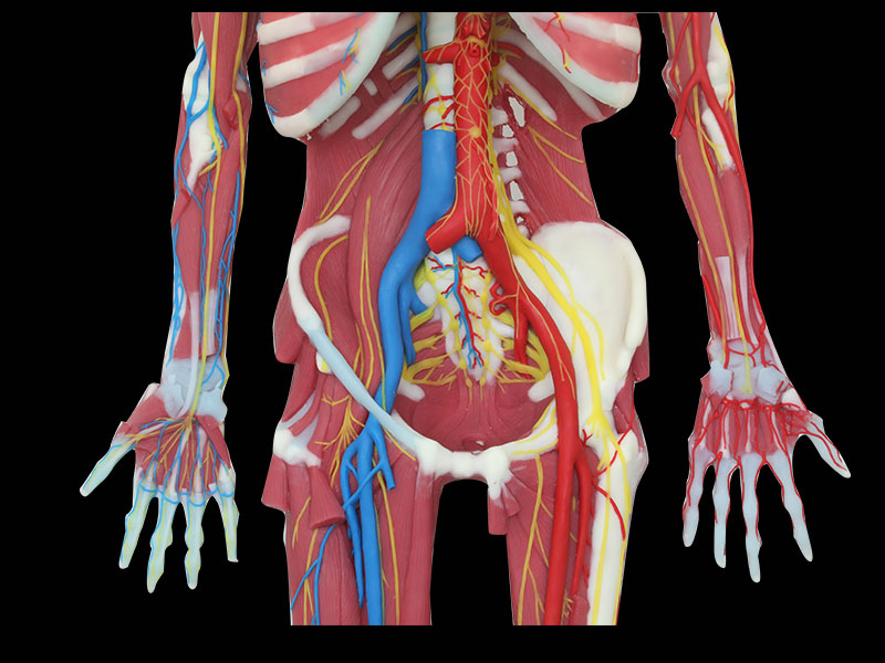 Deep Muscles, Vascular And Nerves Of Whole Body Soft Silicone Anatomy Model for sale