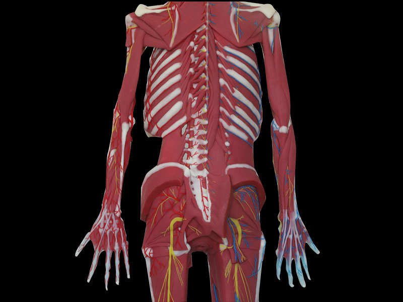 Deep Muscles, Vascular And Nerves Of Whole Body Soft Silicone Anatomy Model price