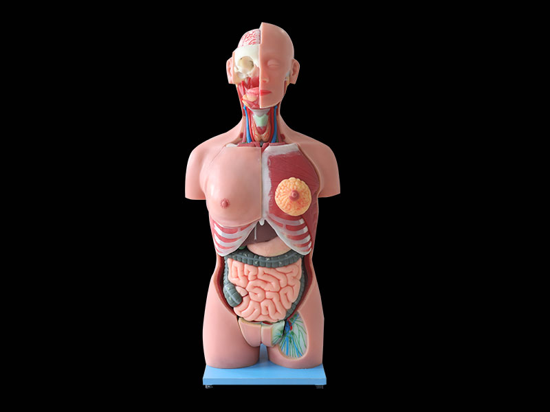 85cm Human Trunk Soft Anatomy Model 