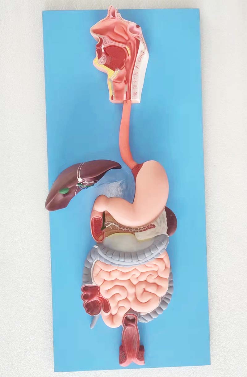 digestive system anatomy model