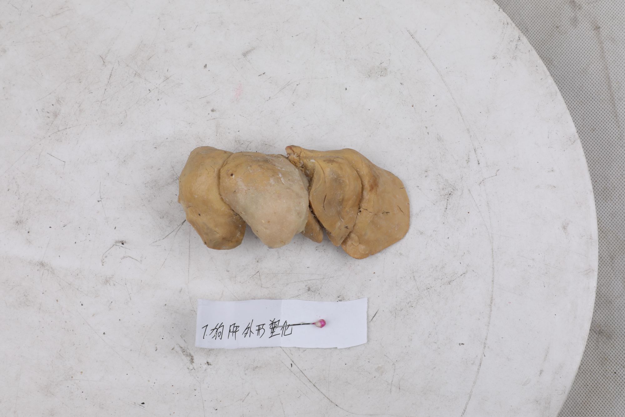 Plastinated Organs Of Dog For Veterinary Education