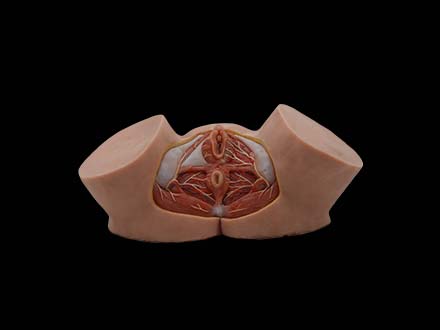 Female Perineum Model