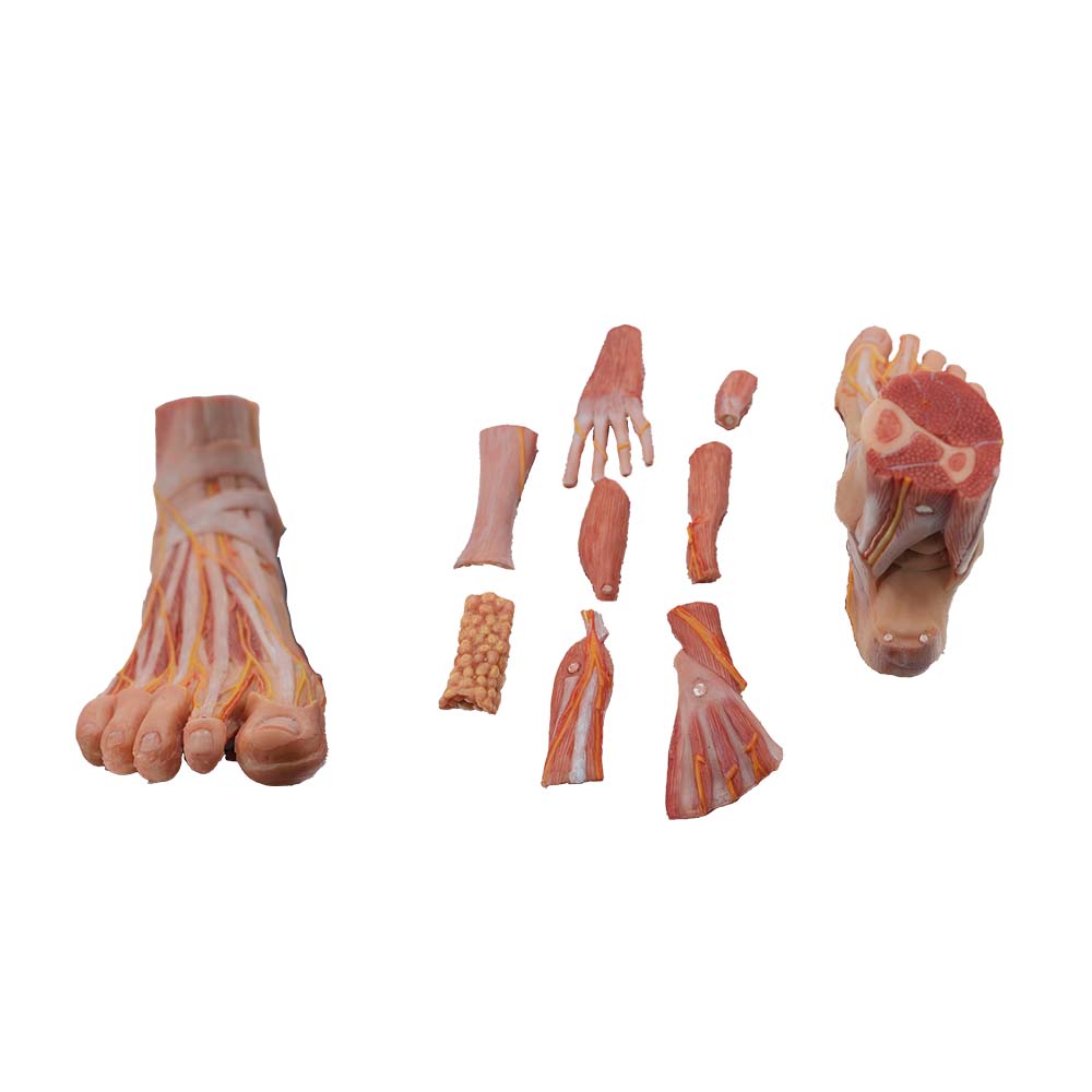 foot anatomy model