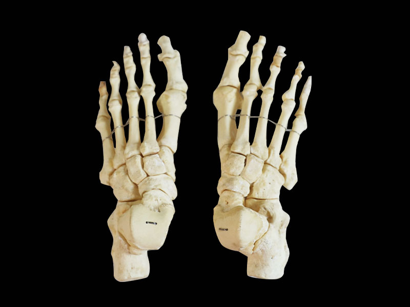 foot bones