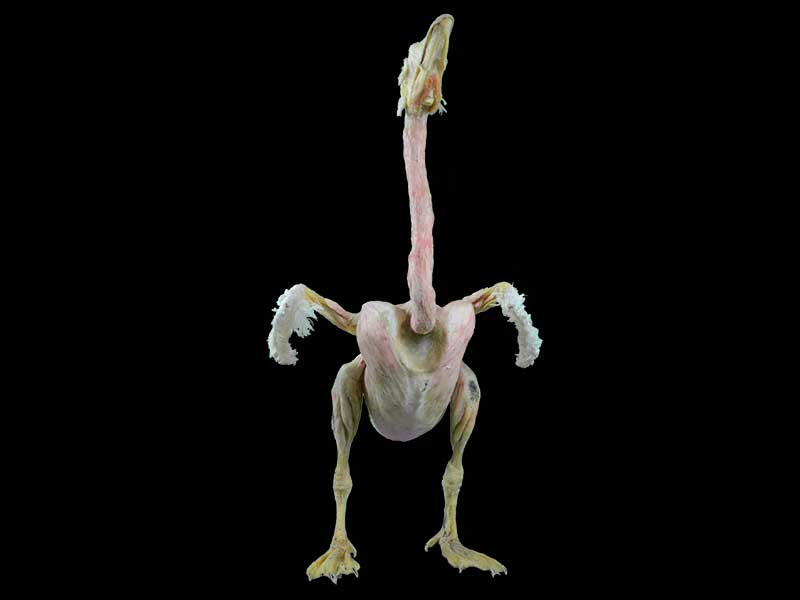 Goose plastination specimen