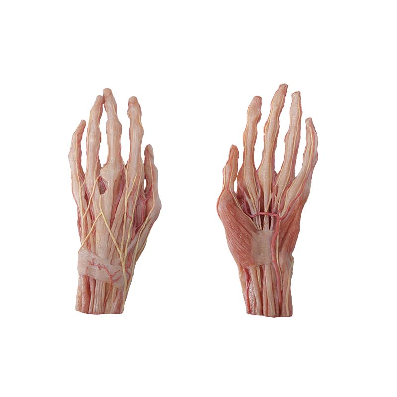 hand anatomy model