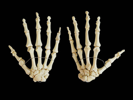 Human Hand Bones