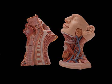 head anatomy model