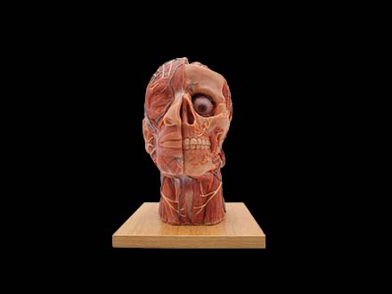 Head and Face Anatomy Model