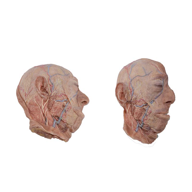 human anatomical model