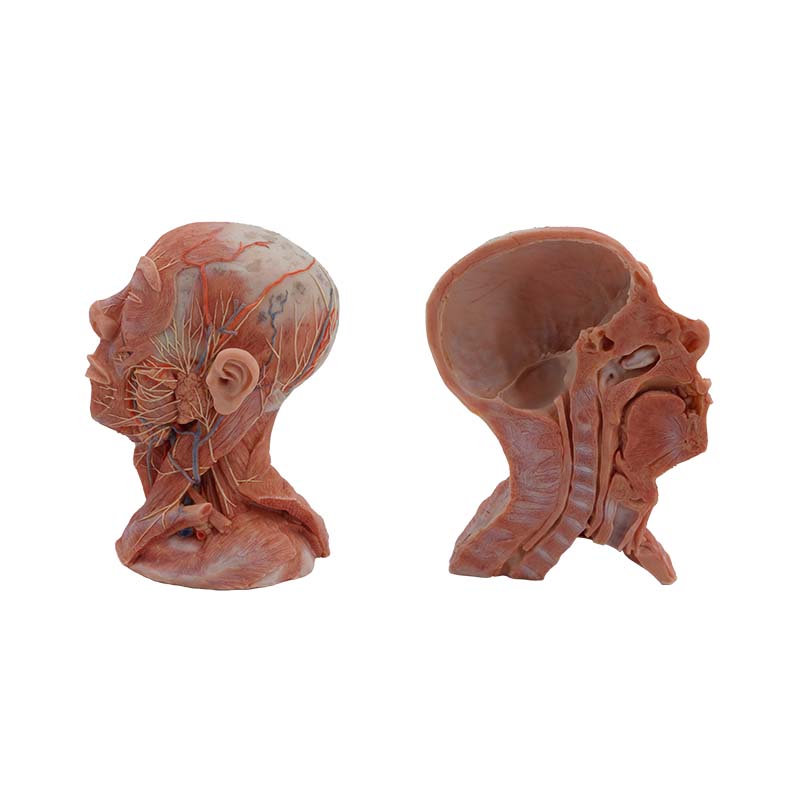 simulation anatomical model