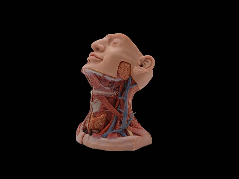 Head Model
