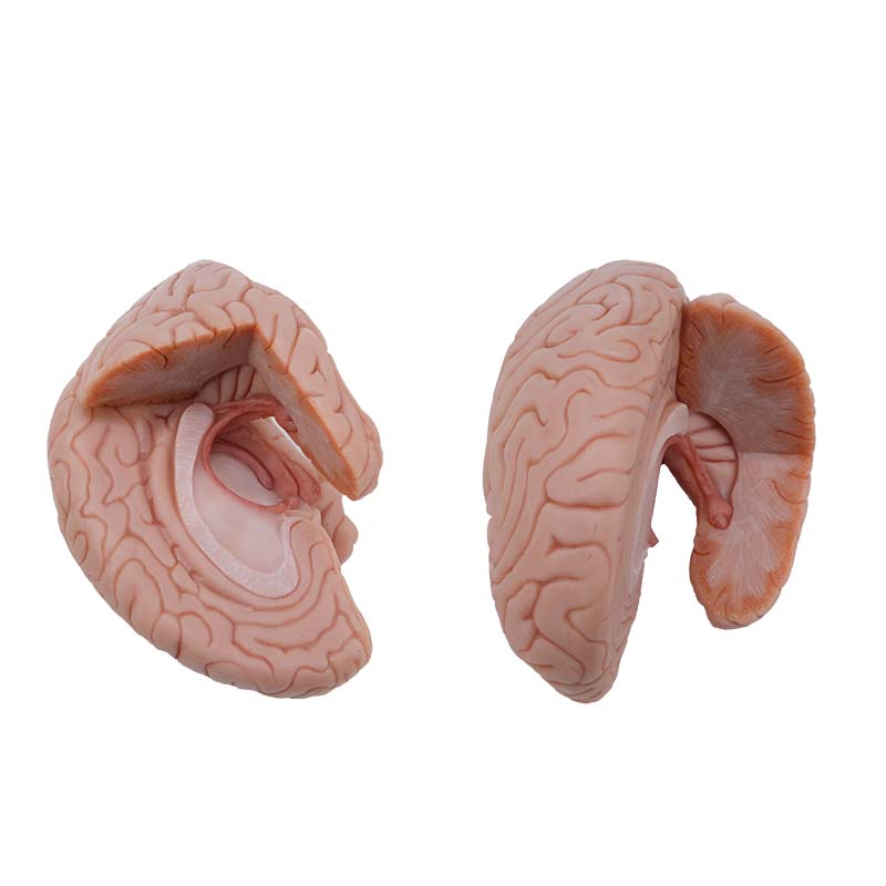 brain structure anatomical model