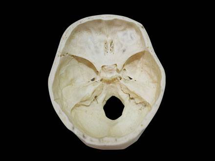 horizontal plane of skull skeleton model  ( articulated human skeleton )