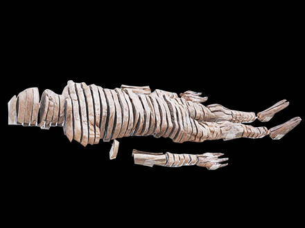 Horizontal slices of human whole body plastination specimen