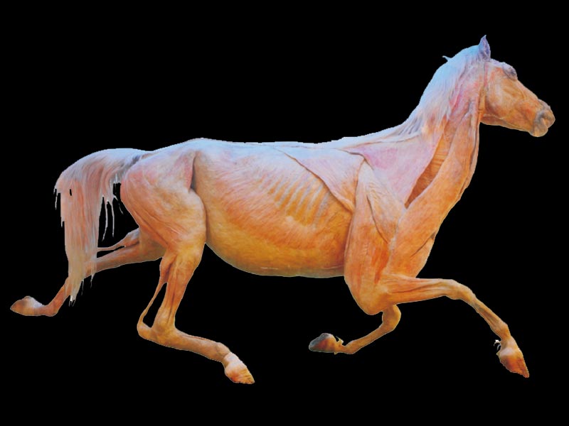 Horse whole body plastinated specimens