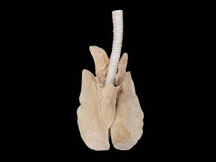 plastinatin horse lung