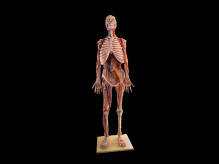 human anatomy model