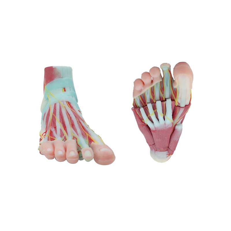 foot anatomical model